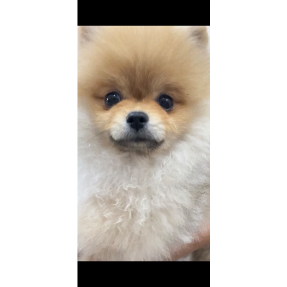 生徒が撮影したモデル犬♪